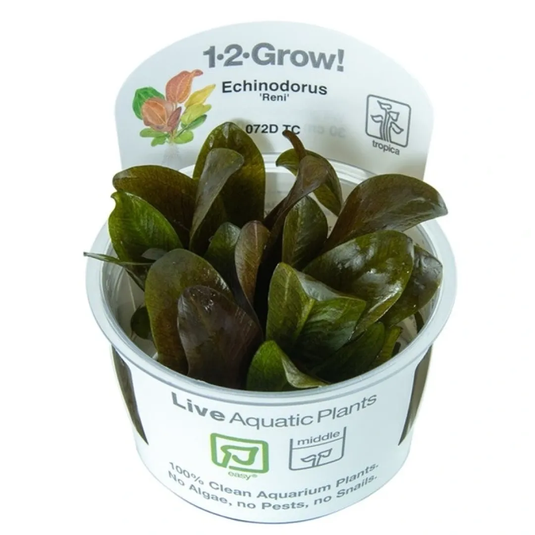 Best Tropica Echinodorus Reni 1-2-GROW x 3 Akvarieplanter