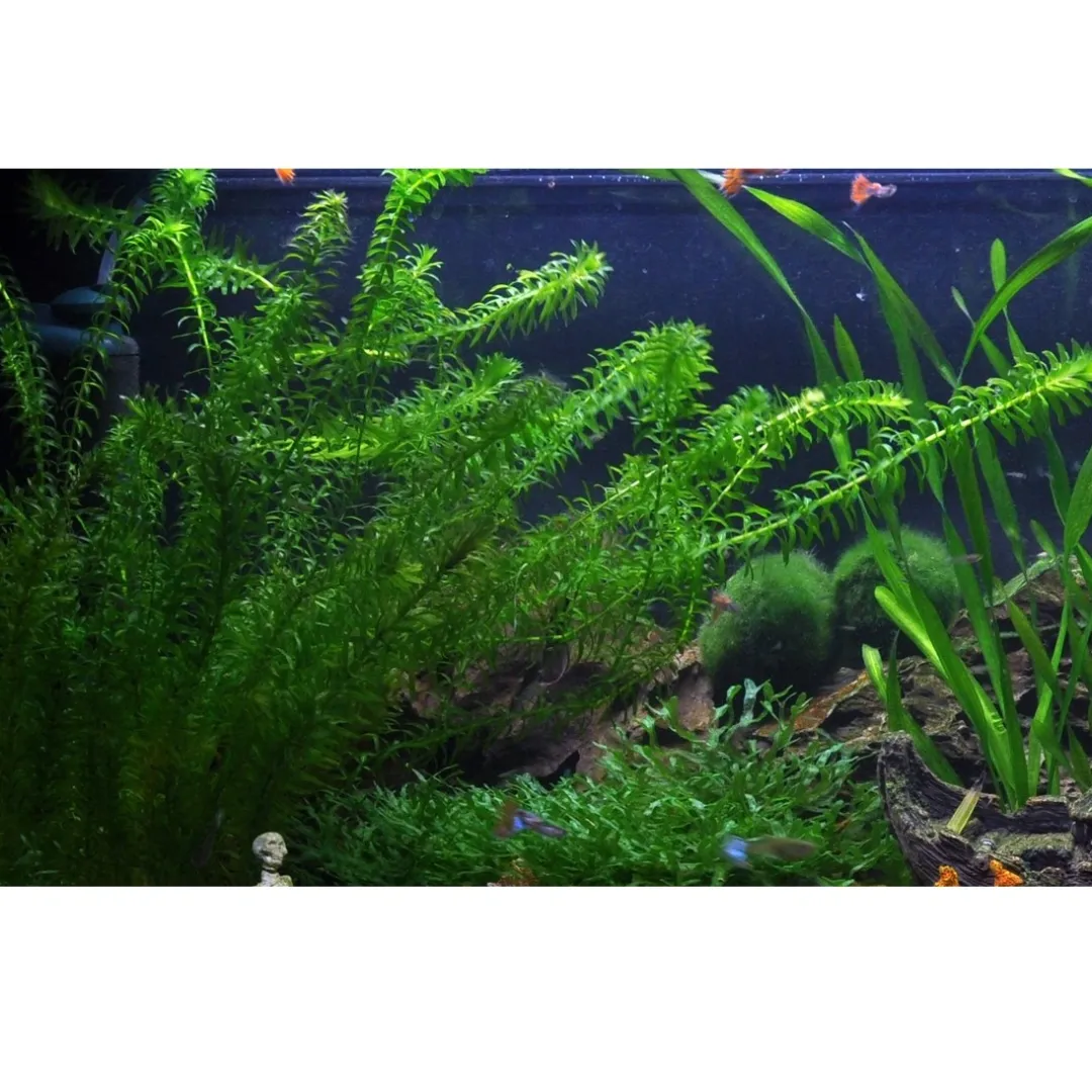 Tropica Egeria densa bundt plantestængler (Vandpest) Akvarieplanter