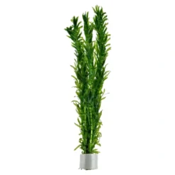 Tropica Egeria densa bundt plantestængler (Vandpest) Akvarieplanter