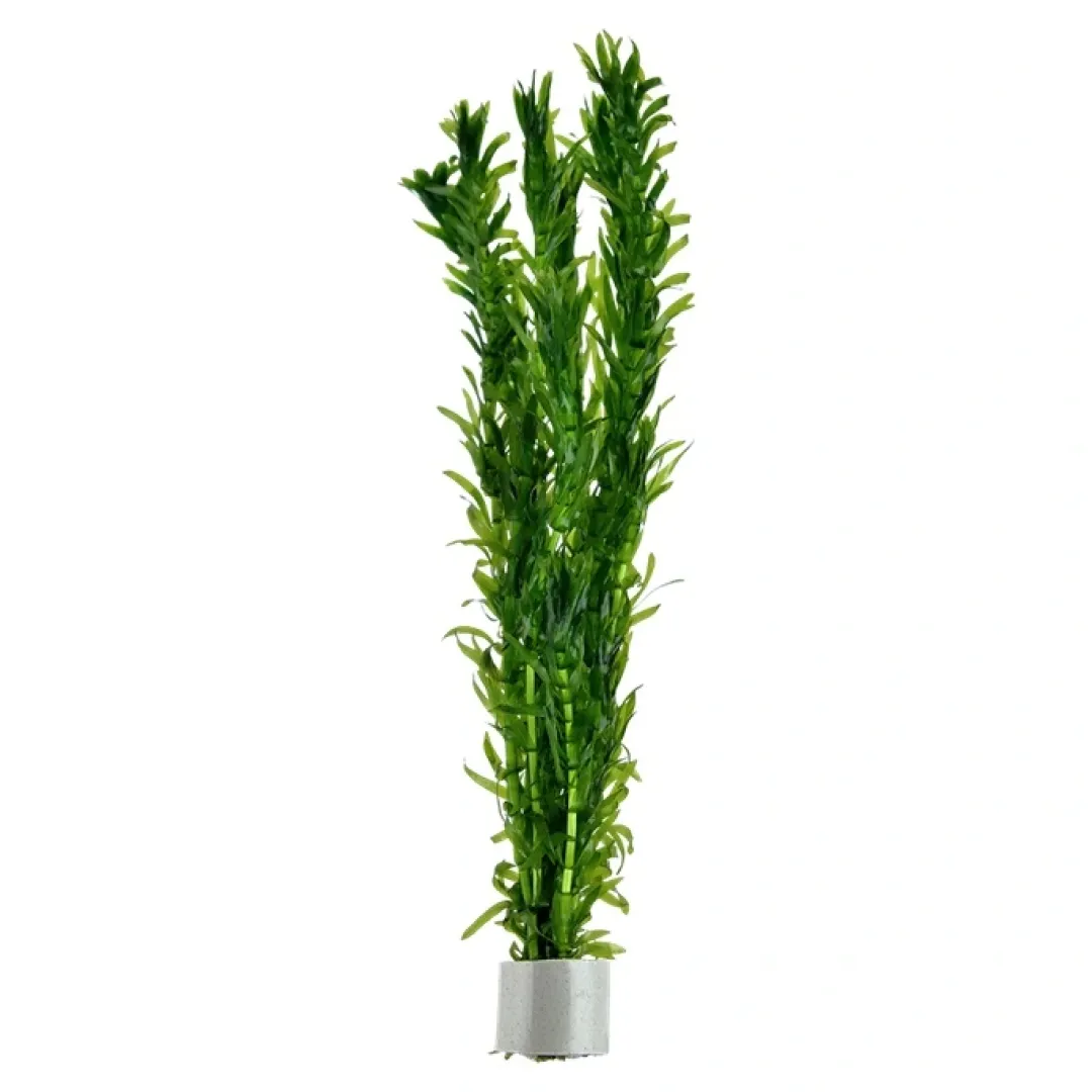 Tropica Egeria densa bundt plantestængler (Vandpest) Akvarieplanter