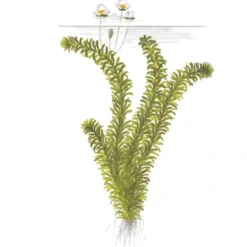 Tropica Egeria densa bundt plantestængler (Vandpest) Akvarieplanter