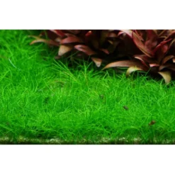 Tropica Eleocharis acicularis Mini 1-2-GROW x 3 Akvarieplanter