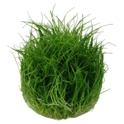 Tropica Eleocharis acicularis Mini 1-2-GROW x 3 Akvarieplanter