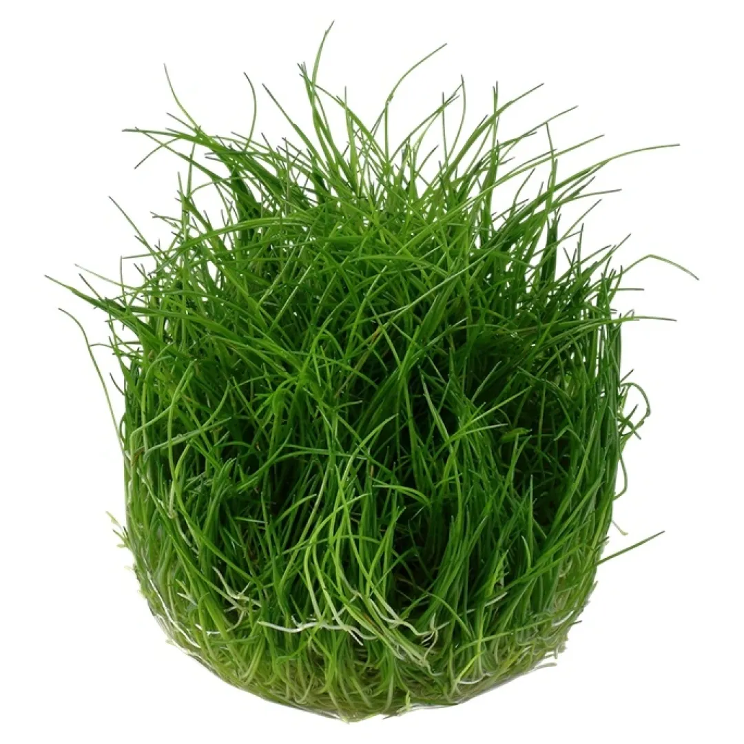 Tropica Eleocharis acicularis Mini 1-2-GROW x 3 Akvarieplanter