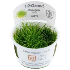 Tropica Eleocharis acicularis Mini 1-2-GROW x 3 Akvarieplanter