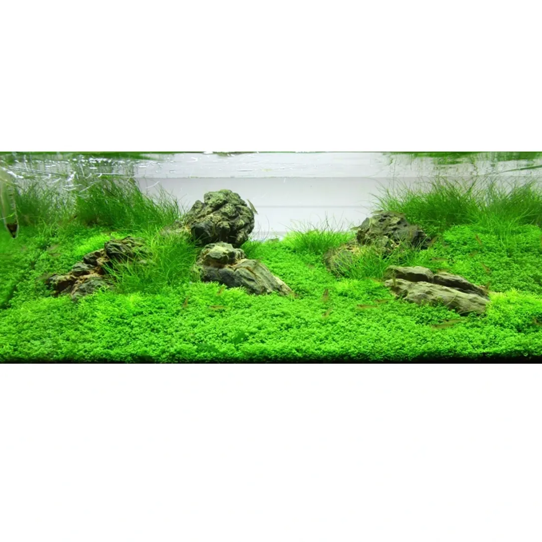 Tropica Eleocharis acicularis Mini 1-2-GROW x 3 Akvarieplanter