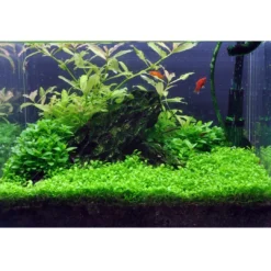 Clearance Tropica Glossostigma elatinoides 1-2-GROW x 3 Akvarieplanter