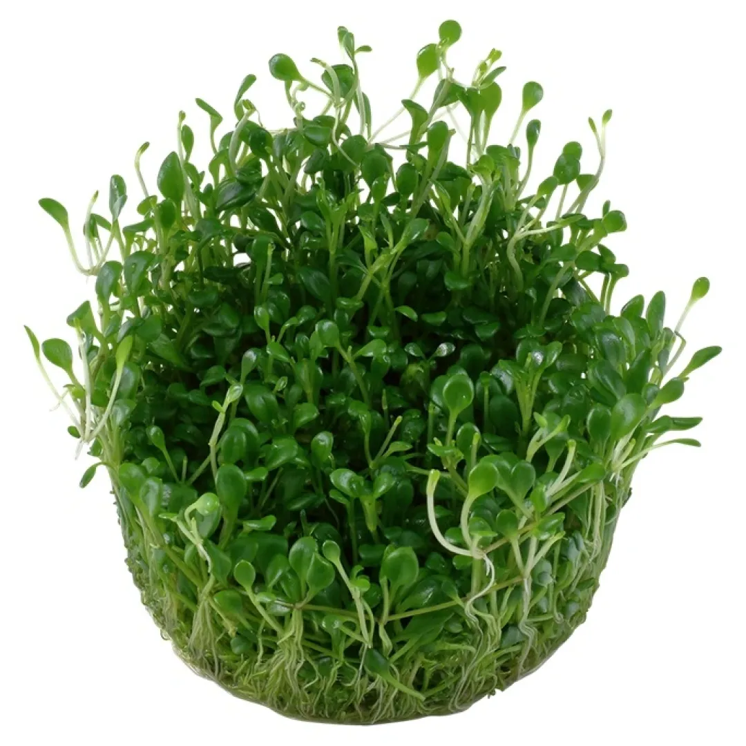 Clearance Tropica Glossostigma elatinoides 1-2-GROW x 3 Akvarieplanter