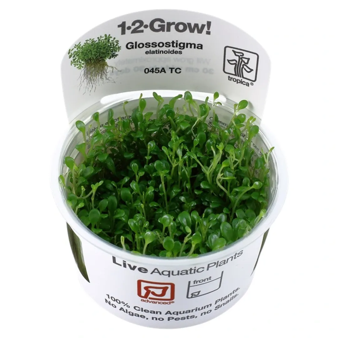 Clearance Tropica Glossostigma elatinoides 1-2-GROW x 3 Akvarieplanter