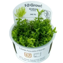 Hot Tropica Gratiola viscidula 1-2-GROW Akvarieplanter