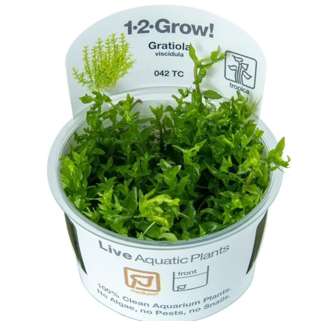 Hot Tropica Gratiola viscidula 1-2-GROW Akvarieplanter
