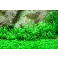 Hot Tropica Gratiola viscidula 1-2-GROW Akvarieplanter