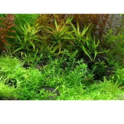 Hot Tropica Gratiola viscidula 1-2-GROW Akvarieplanter