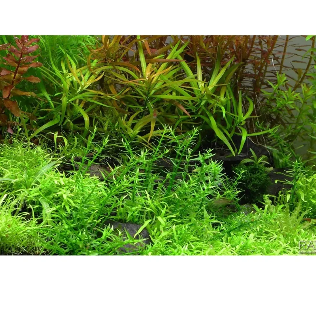 Hot Tropica Gratiola viscidula 1-2-GROW Akvarieplanter