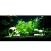 Outlet Tropica Helanthium Quadricostatus 1-2-GROW Akvarieplanter