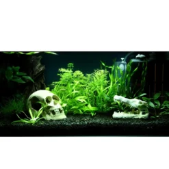 Outlet Tropica Helanthium Quadricostatus 1-2-GROW Akvarieplanter