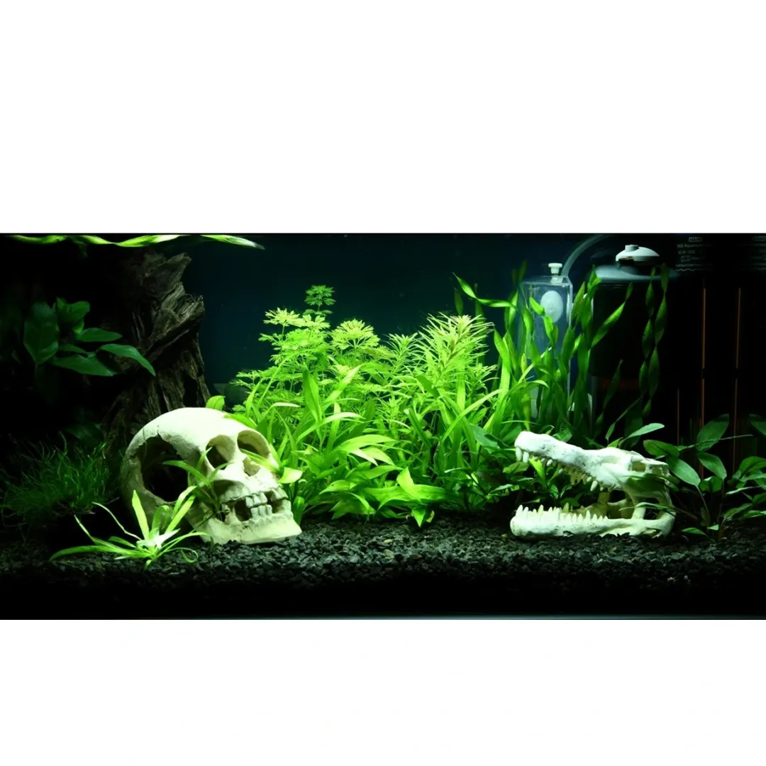 Outlet Tropica Helanthium Quadricostatus 1-2-GROW Akvarieplanter