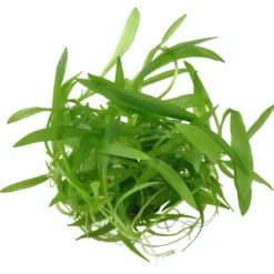 Outlet Tropica Helanthium Quadricostatus 1-2-GROW Akvarieplanter