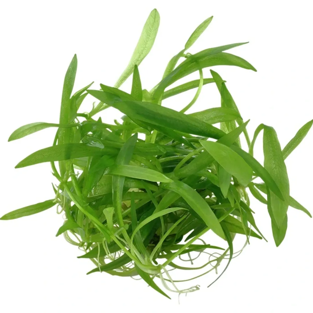 Outlet Tropica Helanthium Quadricostatus 1-2-GROW Akvarieplanter
