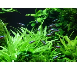 Outlet Tropica Helanthium Quadricostatus 1-2-GROW Akvarieplanter