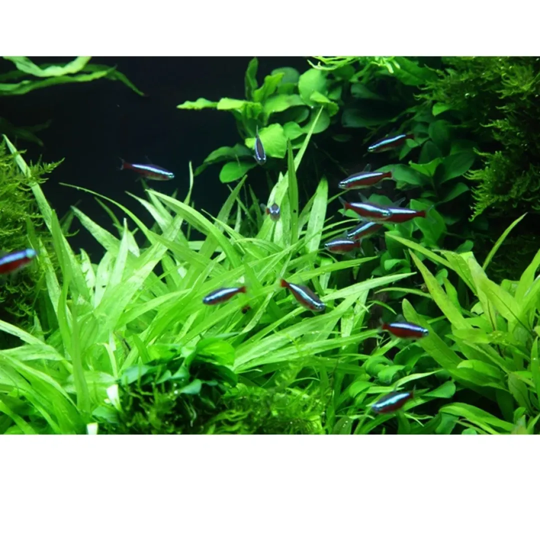 Outlet Tropica Helanthium Quadricostatus 1-2-GROW Akvarieplanter