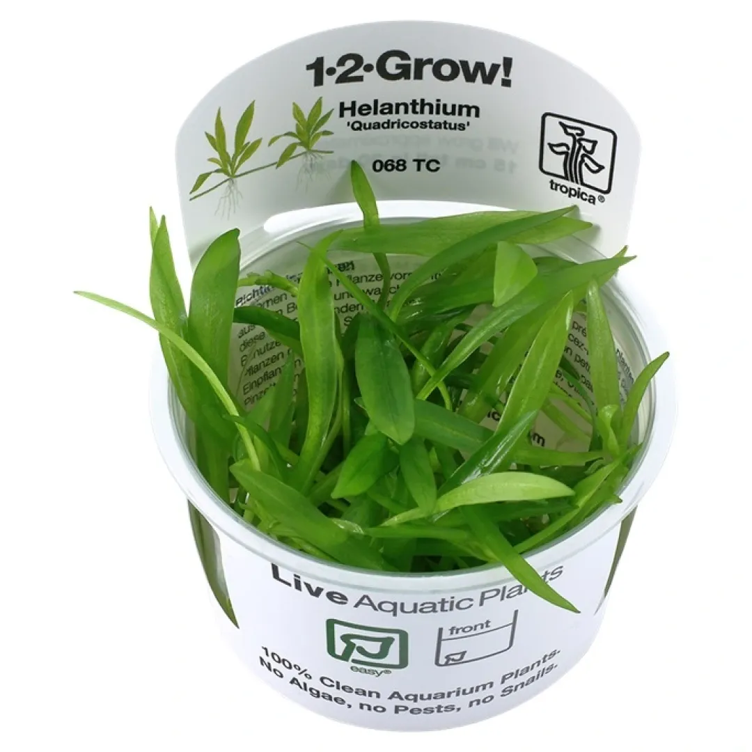 Outlet Tropica Helanthium Quadricostatus 1-2-GROW Akvarieplanter