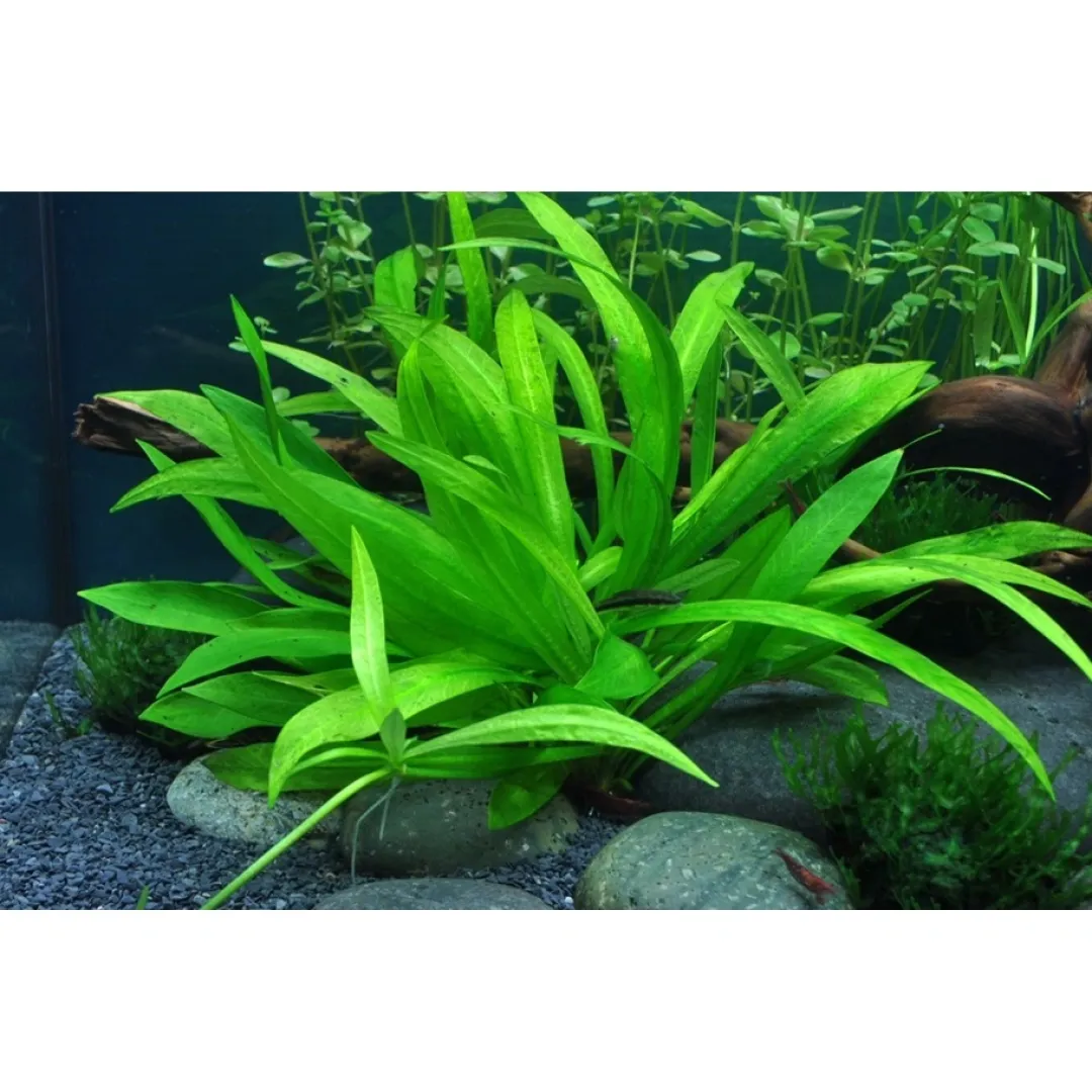 Outlet Tropica Helanthium Quadricostatus 1-2-GROW Akvarieplanter