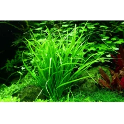 Clearance Tropica Helanthium tenellum Green 1-2-GROW Akvarieplanter
