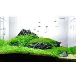 Clearance Tropica Helanthium tenellum Green 1-2-GROW Akvarieplanter