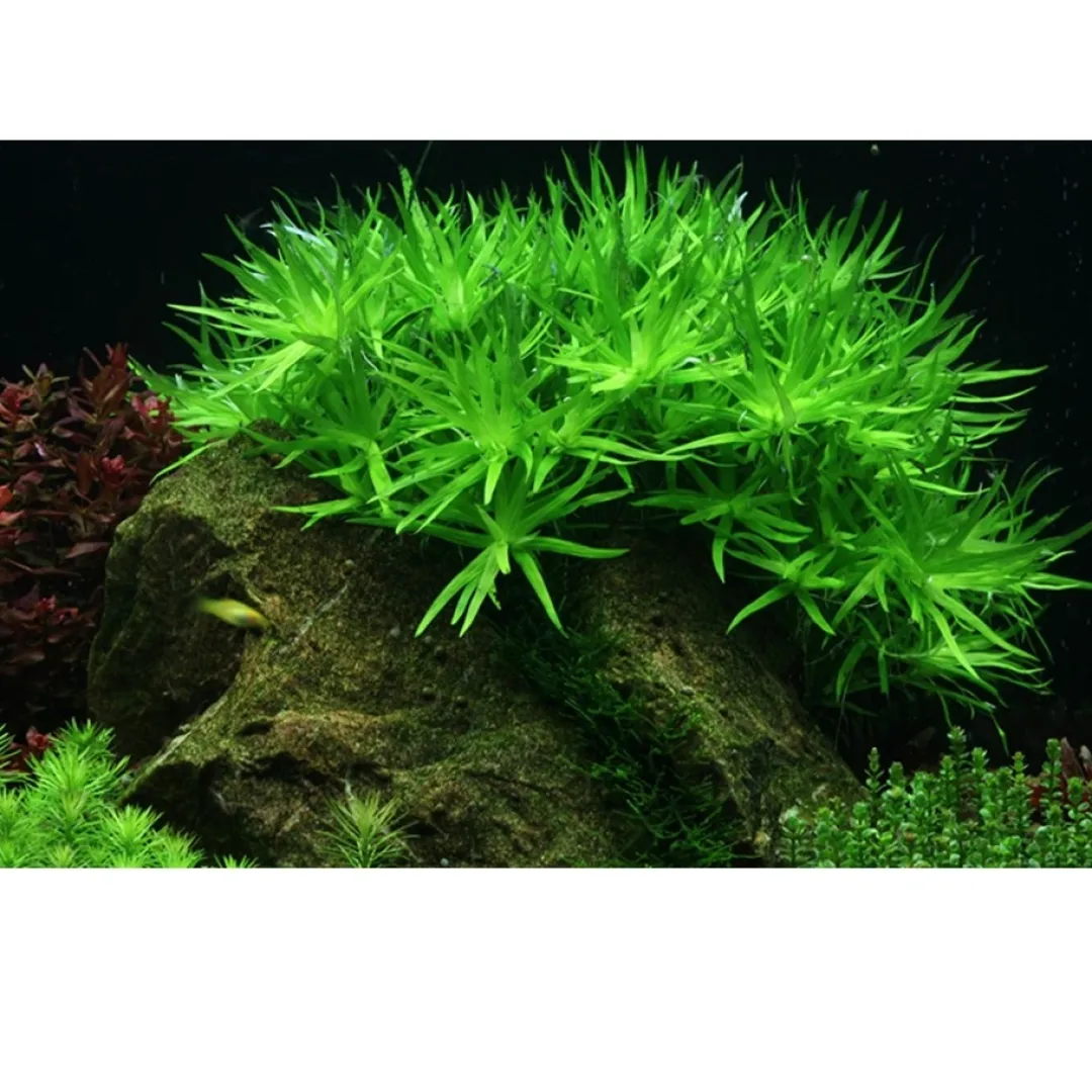 Discount Tropica Heteranthera zosterifolia 1-2-GROW x 3 Akvarieplanter
