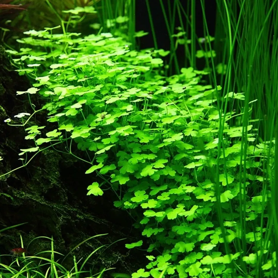 Tropica Hydrocotyle tripartita 1-2-GROW x 3 Akvarieplanter