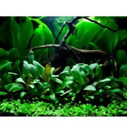 Tropica Hydrocotyle tripartita 1-2-GROW x 3 Akvarieplanter