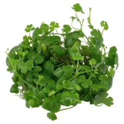 Tropica Hydrocotyle tripartita 1-2-GROW x 3 Akvarieplanter
