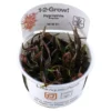 Hot Tropica Hygrophila 'Araguaia' 1-2-GROW x 3 Akvarieplanter