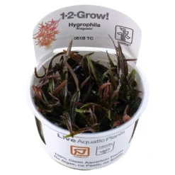 Hot Tropica Hygrophila 'Araguaia' 1-2-GROW x 3 Akvarieplanter