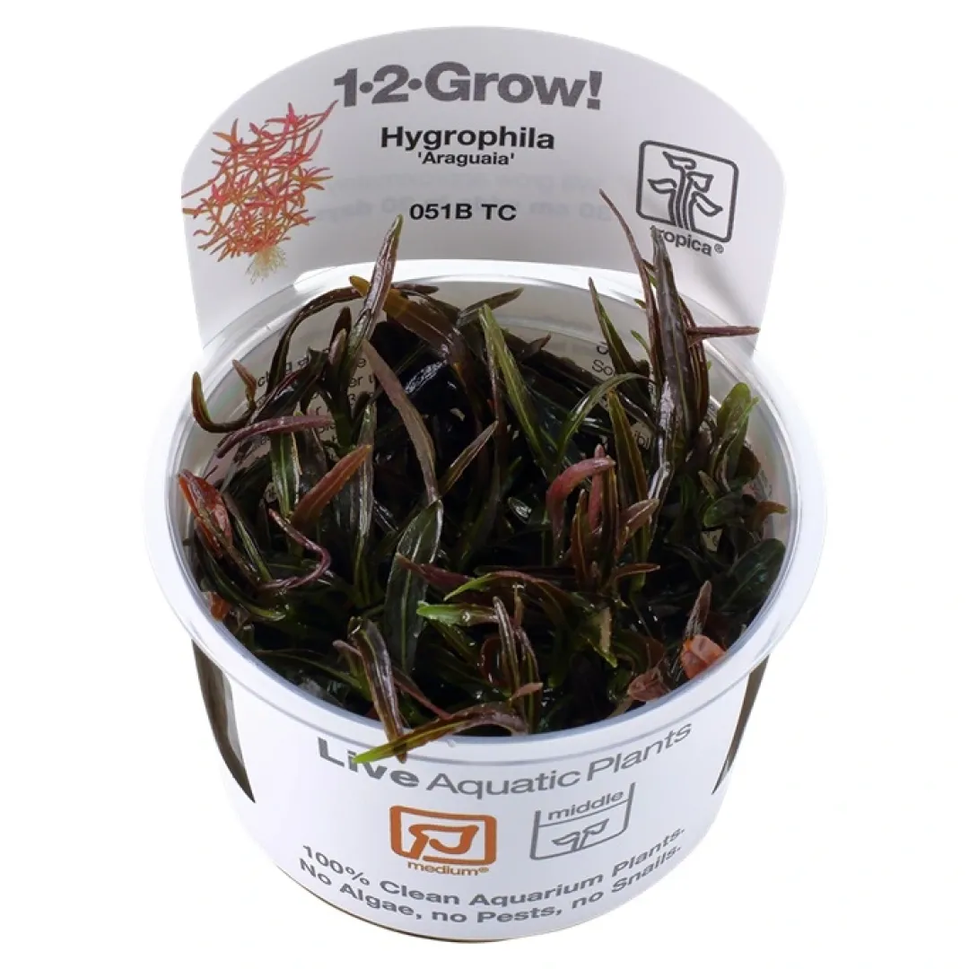 Hot Tropica Hygrophila 'Araguaia' 1-2-GROW x 3 Akvarieplanter
