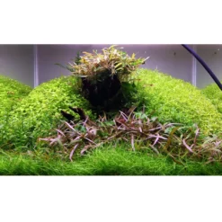 Hot Tropica Hygrophila 'Araguaia' 1-2-GROW x 3 Akvarieplanter