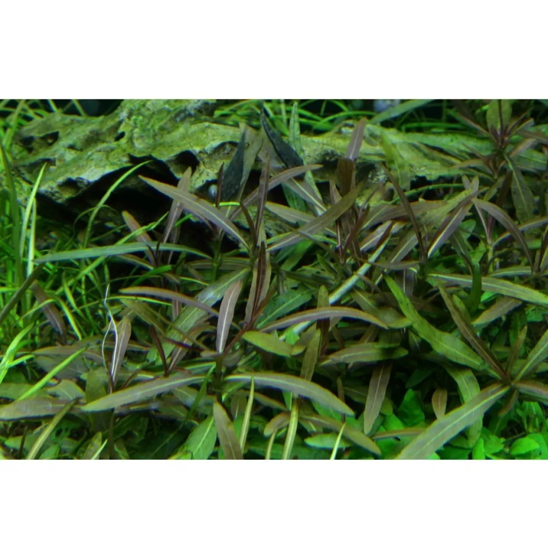 Hot Tropica Hygrophila 'Araguaia' 1-2-GROW x 3 Akvarieplanter
