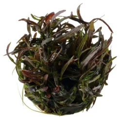 Hot Tropica Hygrophila 'Araguaia' 1-2-GROW x 3 Akvarieplanter