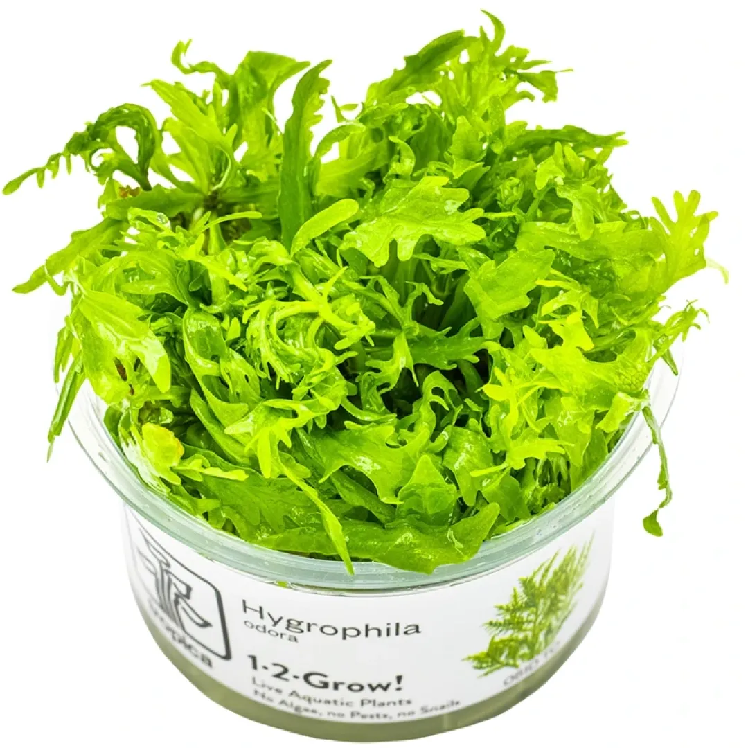 Best Tropica Hygrophila odora 1-2-Grow Akvarieplanter
