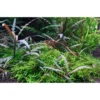 Online Tropica Hygrophila Pinnatifida 1-2-GROW Akvarieplanter