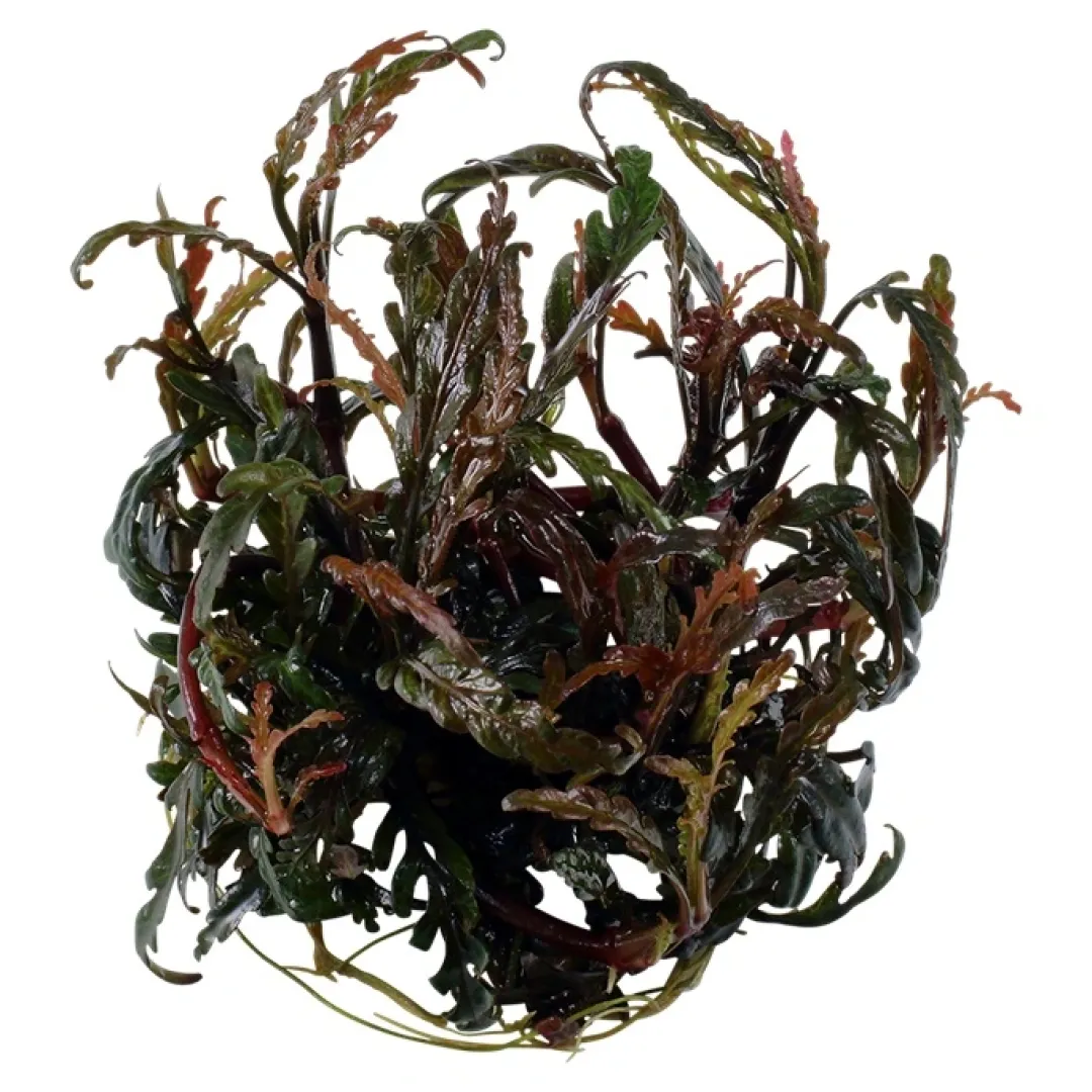 Online Tropica Hygrophila Pinnatifida 1-2-GROW Akvarieplanter