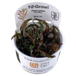 Online Tropica Hygrophila Pinnatifida 1-2-GROW Akvarieplanter