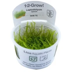 New Tropica Leptodictyum riparium 1-2-Grow Akvarieplanter|Terrarieplanter