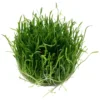 Clearance Tropica Lilaeopsis brasiliensis 1-2-GROW Akvarieplanter