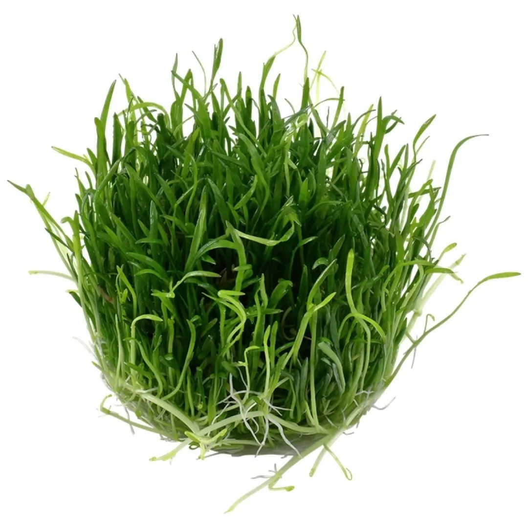 Clearance Tropica Lilaeopsis brasiliensis 1-2-GROW Akvarieplanter