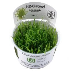 Clearance Tropica Lilaeopsis brasiliensis 1-2-GROW Akvarieplanter