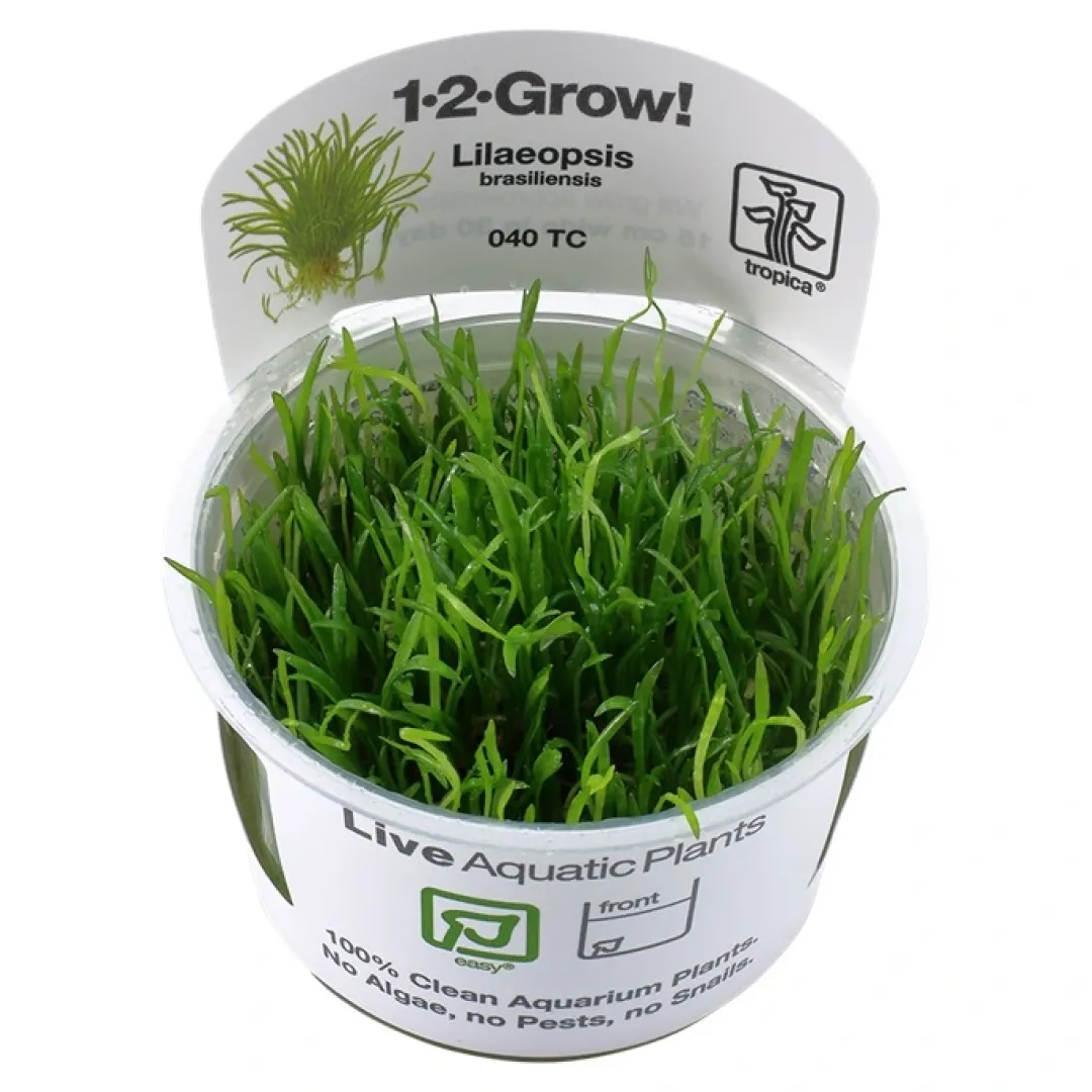Clearance Tropica Lilaeopsis brasiliensis 1-2-GROW Akvarieplanter