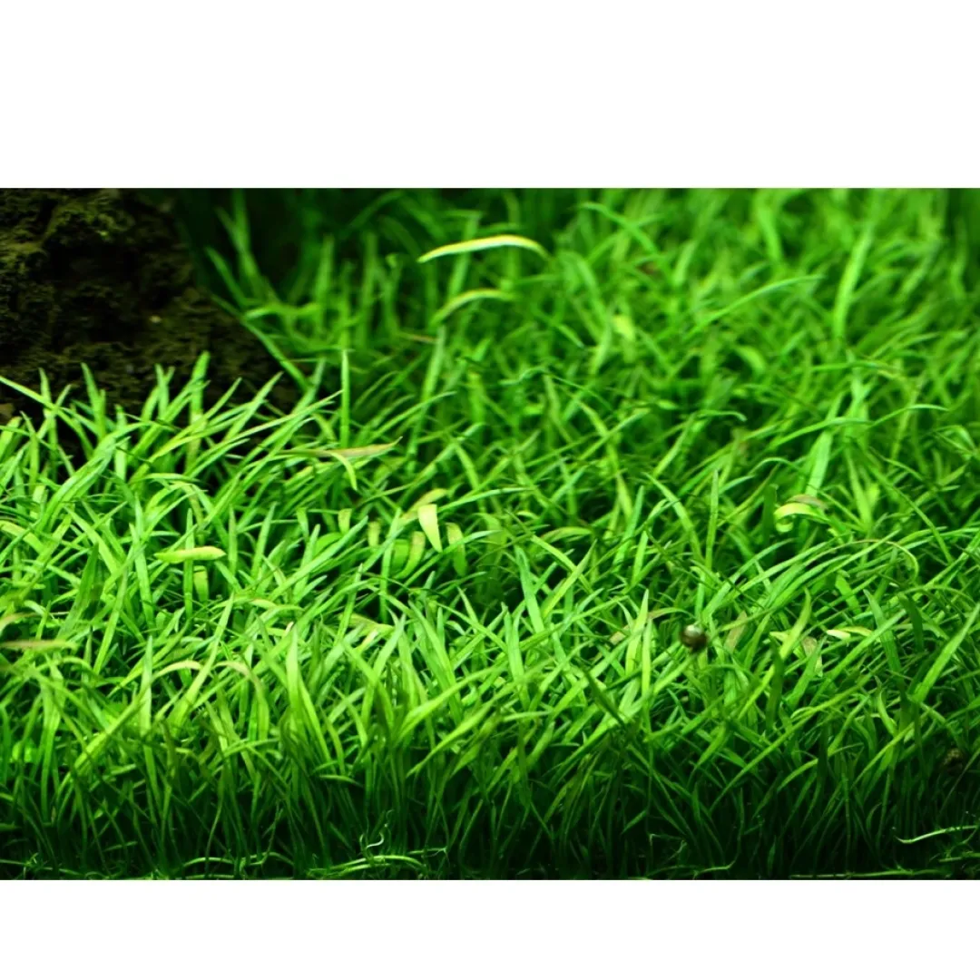 Clearance Tropica Lilaeopsis brasiliensis 1-2-GROW Akvarieplanter