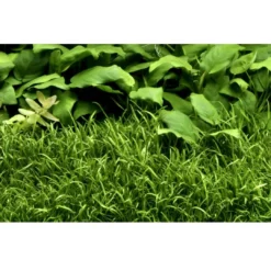 Clearance Tropica Lilaeopsis brasiliensis 1-2-GROW Akvarieplanter